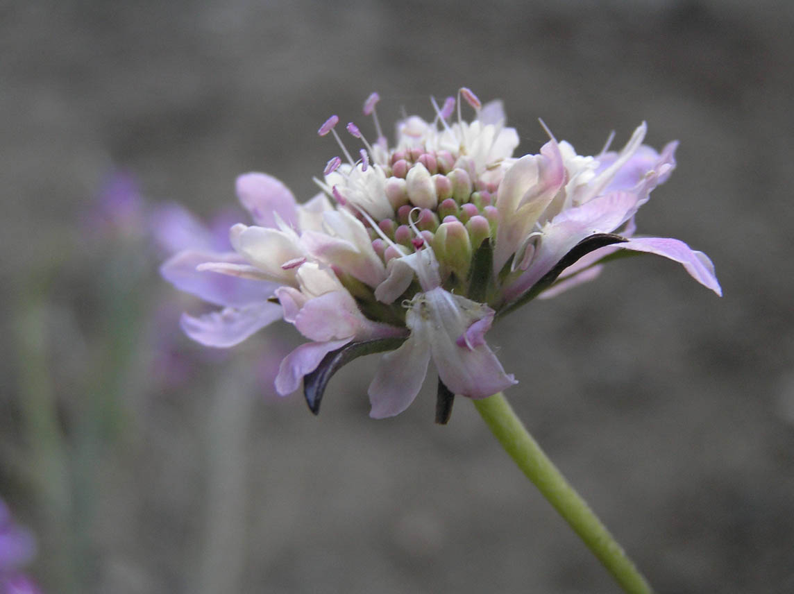 substrato carbonatico - Matthiola sp. e Dipsacacea